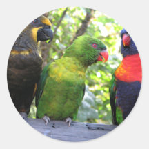 Three Lorikeets Stickers