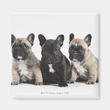Three Pedigree Puppies Magnets