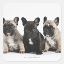 Three Pedigree Puppies Sticker