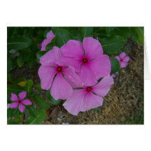 Three Pink Periwinkles Card