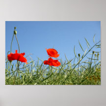 Three poppies posterdruck