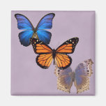Three Pretty Butterflies Magnets