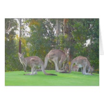 three roos card