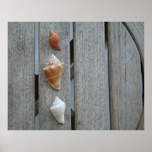 Three Seashells Poster