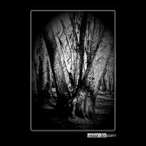 Three Trees Poster posters