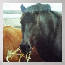 Three Ways to Draw/ Horse in Morning Dew Posters