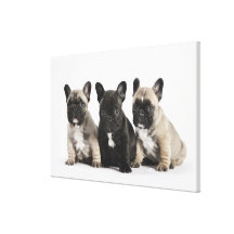Threee Pedigree Puppies Canvas Print