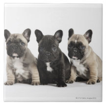 Threee Pedigree Puppies Ceramic Tiles
