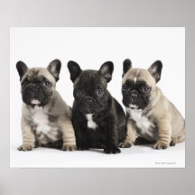 Threee Pedigree Puppies Posters