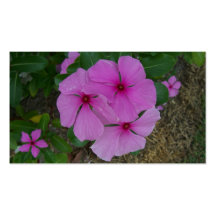 Threee Pink Periwinkles Business Card Templates