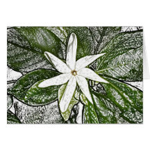 Tiare Drawing Stylised Card