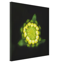 Tidy-tips bud after rain canvas print