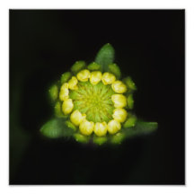 Tidy-tips bud after rain photograph