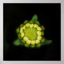 Tidy-tips bud after rain poster