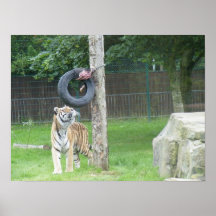 Tiger at Feeding Time Print