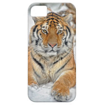 Tiger Beauty in Snow iPhone 5 Cover