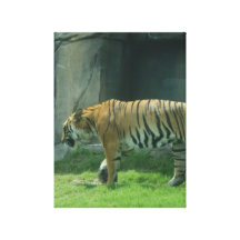 Tiger Stretched Canvas Print