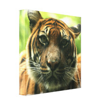 Tiger Canvas Print
