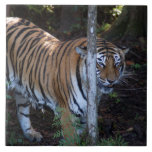 Tiger-China-Doll-b-1 Tile