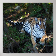 Tiger-China-Doll-b-5 Print