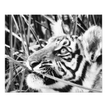 Tiger Cub in the Grass Photograph