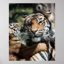 Tiger cub posters