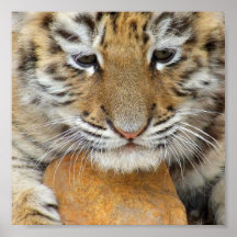 Tiger Cub Poster