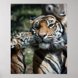 Tiger cub poster