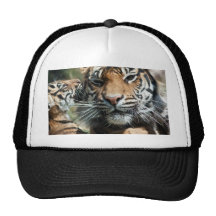 Tiger cub trucker hats