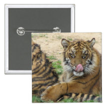 Tiger Cubs  Square Pin
