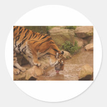 tiger drinking water sticker