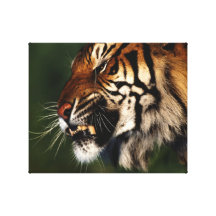 Tiger Head Close Up Stretched Canvas Print