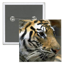 Tiger Head, Right Side Pinback Buttons
