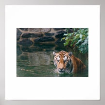 TIGER IN WATER PRINT