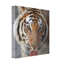 Tiger Kisses Canvas Print