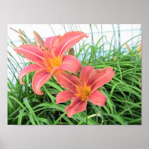Tiger Lilies Poster