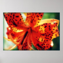 Tiger Lily, 2008. photo by Derrick W. Black Posters