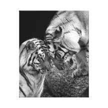 Tiger Love Photo on Canvas Wrap Canvas Prints