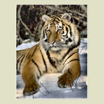 Tiger Lovers Art Gifts postcards