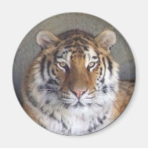 Tiger Magnet
