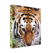 Tiger Markings  Canvas Print