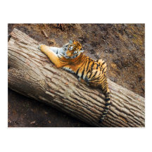 Tiger on a Log Photo Postcard