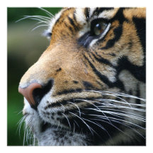 Tiger Picture Invitations