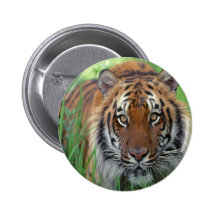 Tiger Pinback Buttons
