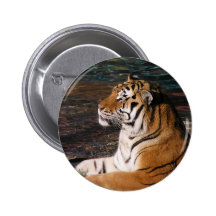 Tiger Portrait Button