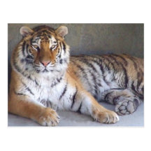 Tiger Postcard