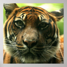 Tiger Poster