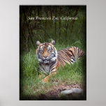Tiger,  poster