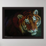 Tiger! Posters
