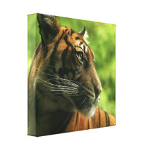Tiger Profile Canvas Print